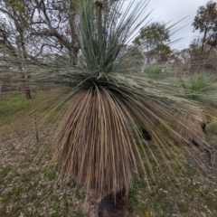 Xanthorrhoea drummondii (Grass Tree) at Dryandra Woodland National Park - 10 Sep 2023 by HelenCross