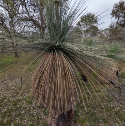 Xanthorrhoea drummondii (Grass Tree) at Williams, WA - 10 Sep 2023 by HelenCross