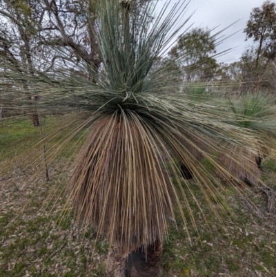 Xanthorrhoea drummondii (Grass Tree) at Dryandra Woodland National Park - 10 Sep 2023 by HelenCross