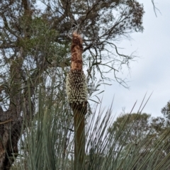 Xanthorrhoea drummondii at Williams, WA - 10 Sep 2023 11:00 AM