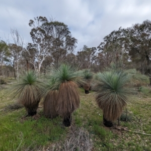 Xanthorrhoea drummondii at Williams, WA - 10 Sep 2023 11:00 AM