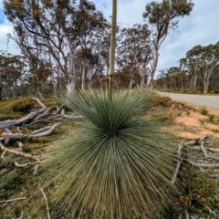 Xanthorrhoea drummondii at Williams, WA - 10 Sep 2023 11:00 AM