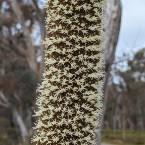 Xanthorrhoea drummondii at Williams, WA - 10 Sep 2023 11:00 AM