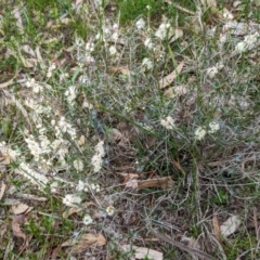Hypocalymma angustifolium (White Myrtle) at Williams, WA - 10 Sep 2023 by HelenCross
