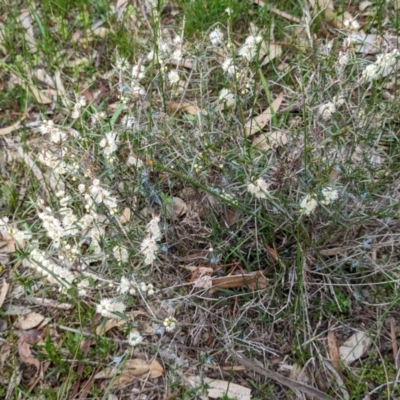 Hypocalymma angustifolium (White Myrtle) at Dryandra Woodland National Park - 10 Sep 2023 by HelenCross
