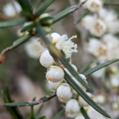 Hypocalymma angustifolium at Williams, WA - 10 Sep 2023