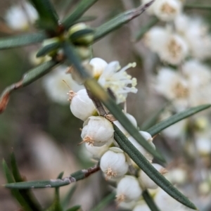 Hypocalymma angustifolium at Williams, WA - 10 Sep 2023 10:59 AM