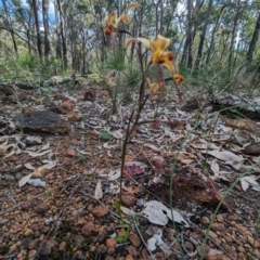 Diuris porrifolia (Rosy-Cheeked Donkey Orchid) at Beelu National Park - 12 Sep 2023 by HelenCross