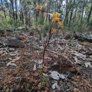 Diuris porrifolia at Beelu National Park - 12 Sep 2023