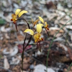 Diuris porrifolia at Beelu National Park - 12 Sep 2023