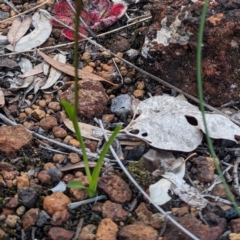 Diuris porrifolia at Beelu National Park - 12 Sep 2023