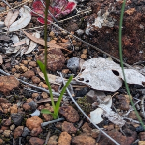 Diuris porrifolia at Beelu National Park - 12 Sep 2023