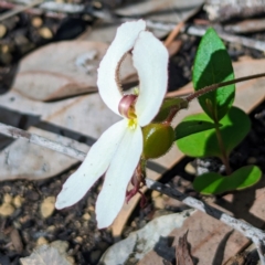 Stylidium sp. (Trigger Plant) at Paulls Valley, WA - 12 Sep 2023 by HelenCross