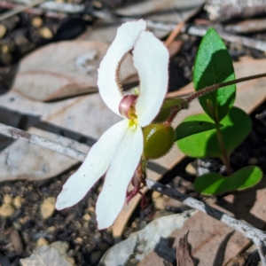 Stylidium sp. at Paulls Valley, WA - 12 Sep 2023