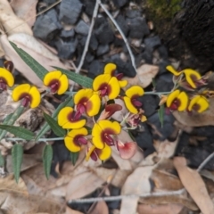 Bossiaea ornata (Broad-Leaved Brown Pea) at Beelu National Park - 12 Sep 2023 by HelenCross