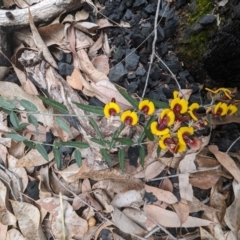 Bossiaea ornata at Paulls Valley, WA - 12 Sep 2023