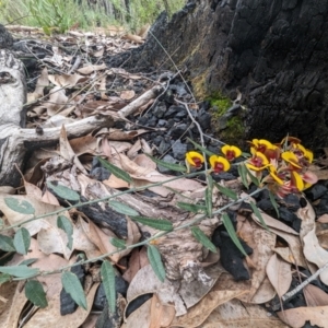 Bossiaea ornata at Paulls Valley, WA - 12 Sep 2023