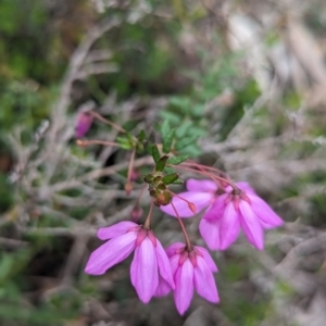 Tetratheca hirsuta at Paulls Valley, WA - 12 Sep 2023