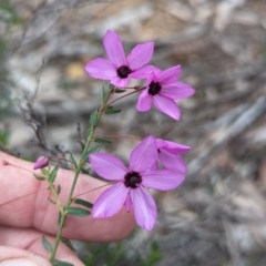 Tetratheca hirsuta at Paulls Valley, WA - 12 Sep 2023