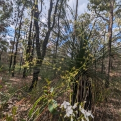 Drosera macrantha (Climbing Sundew, Bridal Rainbow) at Beelu National Park - 12 Sep 2023 by HelenCross