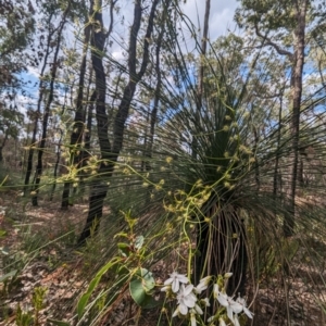 Drosera macrantha at Paulls Valley, WA - 12 Sep 2023