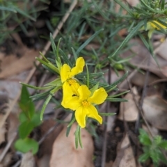 Hibbertia huegelii at Beelu National Park - 12 Sep 2023 by HelenCross