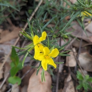 Hibbertia huegelii at Paulls Valley, WA - 12 Sep 2023 01:56 PM