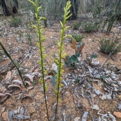 Tripterococcus brunonis (Winged Stackhouse) at Beelu National Park - 12 Sep 2023 by HelenCross