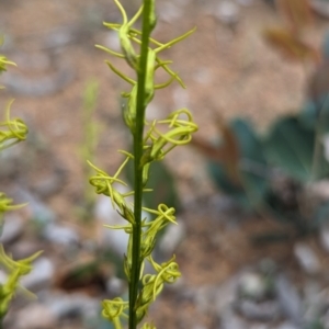 Tripterococcus brunonis at Paulls Valley, WA - 12 Sep 2023