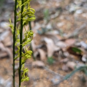 Tripterococcus brunonis at Paulls Valley, WA - 12 Sep 2023