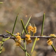 Acacia colletioides (Pin Bush, Spine Bush) at Round Hill Nature Reserve - 9 Sep 2023 by Darcy