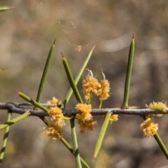 Acacia colletioides (Pin Bush, Spine Bush) at Euabalong, NSW - 9 Sep 2023 by Darcy