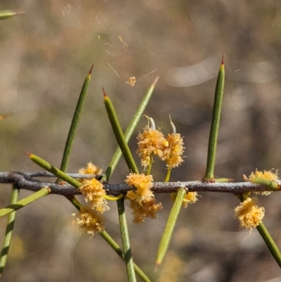 Acacia colletioides (Pin Bush, Spine Bush) at Round Hill Nature Reserve - 9 Sep 2023 by Darcy
