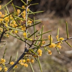 Acacia colletioides at Euabalong, NSW - 9 Sep 2023