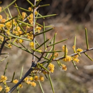 Acacia colletioides at Euabalong, NSW - 9 Sep 2023