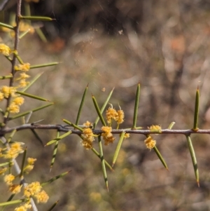 Acacia colletioides at Euabalong, NSW - 9 Sep 2023 11:14 AM