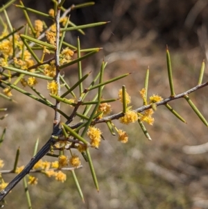 Acacia colletioides at Euabalong, NSW - 9 Sep 2023