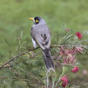 Manorina melanocephala at Moomin, QLD - 11 Aug 2023 04:13 PM