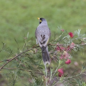 Manorina melanocephala at Moomin, QLD - 11 Aug 2023 04:13 PM