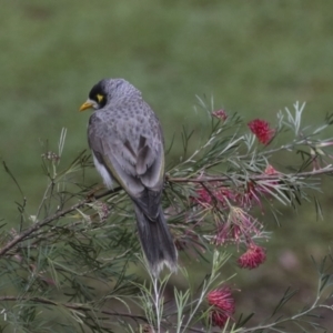 Manorina melanocephala at Moomin, QLD - 11 Aug 2023 04:13 PM