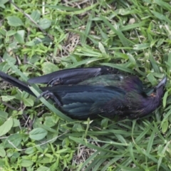 Aplonis metallica (Metallic Starling) at Cairns City, QLD - 10 Aug 2023 by AlisonMilton