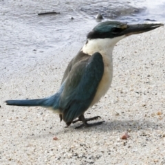 Todiramphus sanctus (Sacred Kingfisher) at Cairns City, QLD - 11 Aug 2023 by AlisonMilton