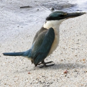 Todiramphus sanctus at Cairns City, QLD - 12 Aug 2023