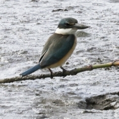 Todiramphus sanctus at Cairns City, QLD - 12 Aug 2023