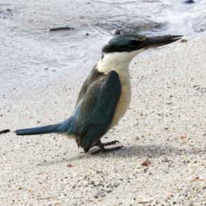 Todiramphus sanctus at Cairns City, QLD - 12 Aug 2023