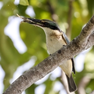 Todiramphus sanctus at Cairns City, QLD - 12 Aug 2023