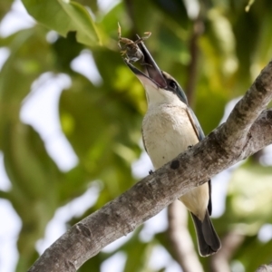 Todiramphus sanctus at Cairns City, QLD - 12 Aug 2023 09:29 AM