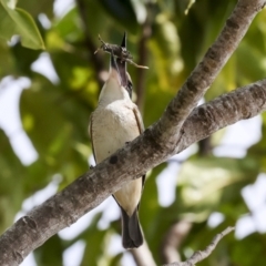 Todiramphus sanctus at Cairns City, QLD - 12 Aug 2023