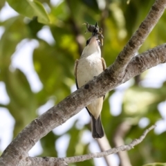 Todiramphus sanctus at Cairns City, QLD - 12 Aug 2023