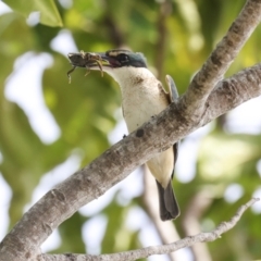 Todiramphus sanctus at Cairns City, QLD - 12 Aug 2023